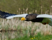 Stellers sea eagle (Haliaeetus pelagicus)