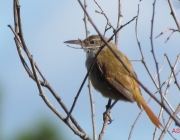 Fotos de Junqueiro de Bico Reto 1