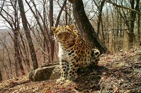 Fotos de Leopardos 5