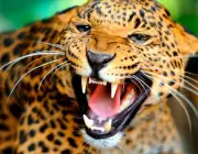 Fotos de Leopardos 1