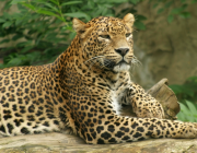 Fotos de Leopardos 3