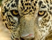 Fotos de Leopardos 4
