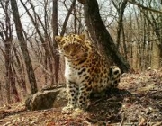 Fotos de Leopardos 5