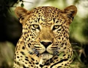 Fotos de Leopardos 6