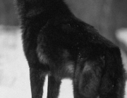 Fotos de Lobos Negros 6