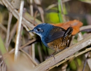 Fotos de Macuquinho da Várzea 2