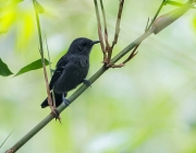 Fotos de Macuquinho da Várzea 4