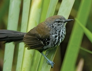 Fotos de Macuquinho da Várzea 5