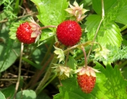 beautiful strawberry