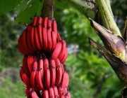 Fotos de Musa Acuminata 1