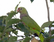 Fotos de Papagaio Caboclo 1