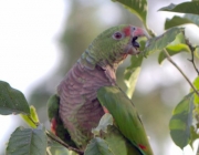 Fotos de Papagaio Caboclo 2