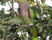 Fotos de Papagaio Caboclo 3