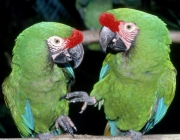 Fotos de Papagaios Falantes 1