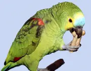 Fotos de Papagaios se Alimentando 4