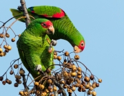 Fotos de Papagaios se Alimentando 5