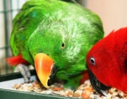 Fotos de Papagaios se Alimentando 6
