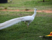 Fotos de Pavão 6