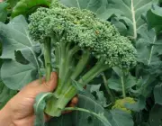 Cultivo de Brócolis 1