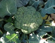 Cultivo de Brócolis 2