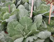 Cultivo de Brócolis 3