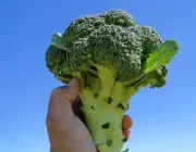 Cultivo de Brócolis 5