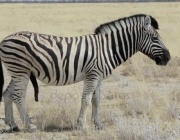 Fotos de Zebra 2