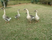 Fotos do Ganso Sinaleiro 2