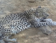 Fotos do Leopardo-Árabe 1