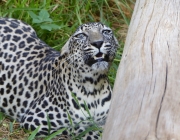Fotos do Leopardo-Árabe 2