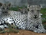 Fotos do Leopardo-Árabe 3