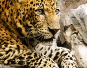 Fotos do Leopardo-de-Amur 1