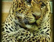 Fotos do Leopardo-de-Amur 2