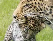 Fotos do Leopardo-de-Amur 4