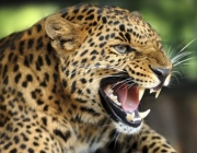 Fotos do Leopardo-de-Amur 5