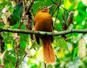 Fotos do Limpa Folha do Nordeste 3