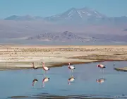 Laguna Chaxa Flamingos