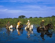 Pantanal 3