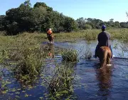 Pantanal 6