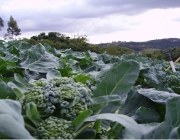 Plantação de Brócolis 1