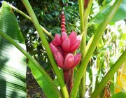 Fruto da Bananeira-de-Jardim 2