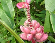 Fruto da Bananeira-de-Jardim 3