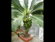 Fruto da Bananeira-de-Jardim 5