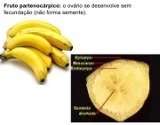 Fruto Partenocárpico 3