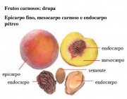 Frutos Carnosos 1