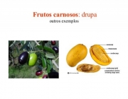 Frutos Carnosos 6