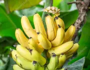 Frutos da Bananeira 2