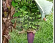 Frutos da Bananeira 4