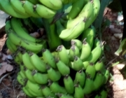 Frutos da Bananeira 6