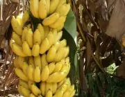 Frutos da Bananeira 1